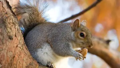 Photo of Cosa mangiano gli scoiattoli?