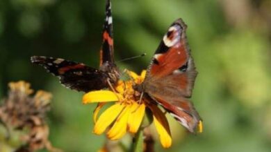 Photo of Cosa mangiano le farfalle e come puoi attirarle nel tuo giardino?