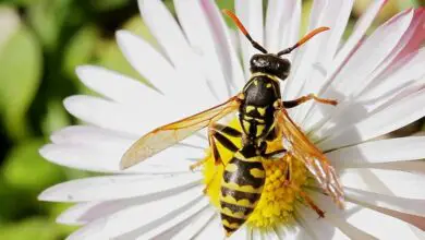 Photo of Cosa mangiano le vespe? Sono buoni per il vostro giardino?