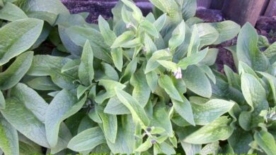 Photo of Cos’è il comfrey: Informazioni sulla coltivazione di piante comfrey