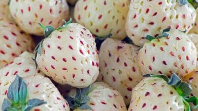 Photo of Cos’è il pineberry e cosa fa?