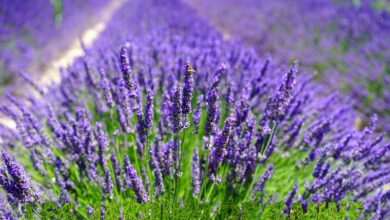 Photo of Cos’è la Lavanda Grosso – Come coltivare la Lavanda Grosso.