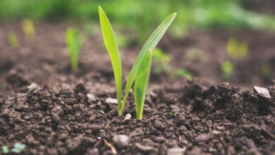 Photo of Cos’è l’agricoltura biodinamica e i suoi principi?