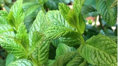 Photo of Cos’è l’ossido di menta piperita? Come trattare la ruggine nelle piante di menta