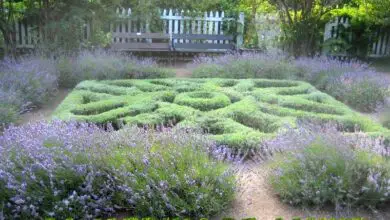 Photo of Cos’è un giardino di erbe aromatiche? Coltivazione di un piccolo giardino di nodi