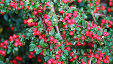 Photo of Cotoneaster Cotoneaster