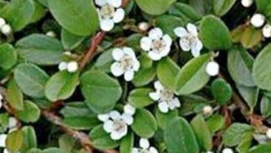 Photo of Cotoneaster dammeri Cotoneaster de Dammer