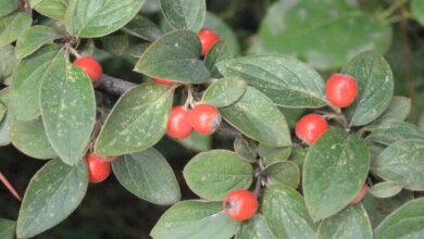 Photo of Cotoneaster franchetii Cotoneaster de Franchet