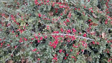 Photo of Cotoneaster horizontalis Cotoneaster rampante