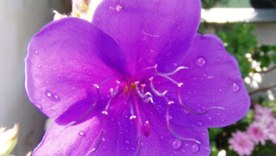 Photo of Creare tocchi di bellezza nel giardino con la Tibouchina urvellina grazie…