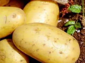 Photo of Crescita della patata: varietà, come piantarle, cura e risoluzione dei problemi