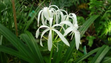 Photo of Crinum asiaticum Crinum asiatique, Grand crinum, Giglio Crinum