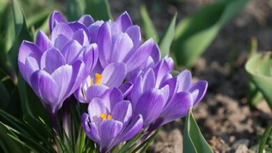 Photo of Crocus