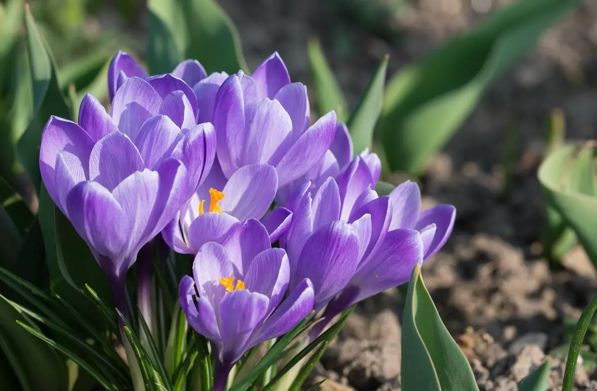 Crocus il giardino commestible