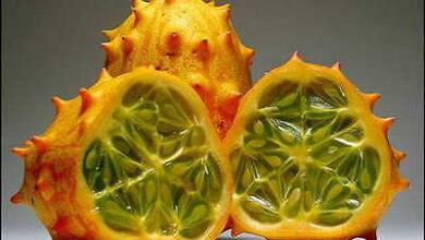 Photo of Cucumis metuliferus, pianta con frutti commestibili
