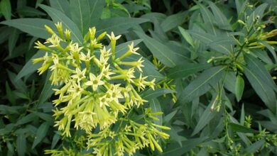 Photo of Cuidados de la planta Cestrum parqui, Palqui o Parqui