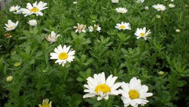 Photo of Cuidados de la planta Leucanthemum paludosum o Margarita mini