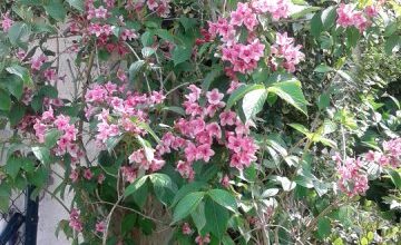 Photo of Cuidados de la planta Weigela florida, Veigelia o Veigela