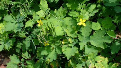 Photo of Cultura di Chelidonium majus o Celidonia