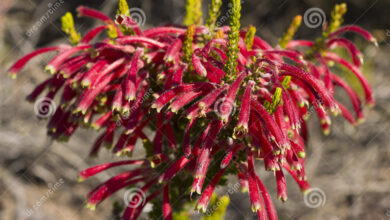 Photo of Cuphea ignea, pianta di sigaretta, fiore di sigaretta