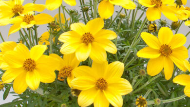 Photo of Cura a base di erbe Bidens ferulifolia o verbena gialla