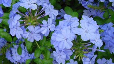 Photo of Cura con piante di Ceratostigma plumbaginoides o Plumbago falso