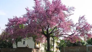 Photo of Cura degli alberi Cercis siliquastrum, albero dell’amore o Giuda