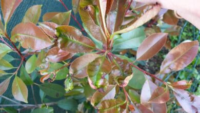 Photo of Cura degli alberi Photinia serrulata, Fotinia o Acerolo chino