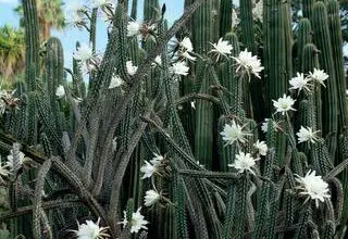 Photo of Cura dei cactus Cereus peruviani o Computer Cactus
