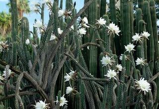 Photo of Cura dei cactus Cereus peruviani o Computer Cactus