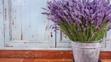 Photo of Cura dei contenitori di lavanda: consigli per la coltivazione della lavanda in vaso