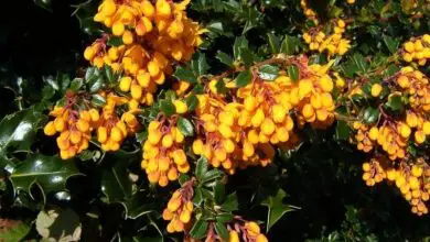Photo of Cura dei thunbergii berberi o della pianta di crespino rosso