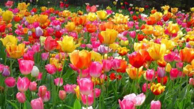 Photo of Cura dei tulipani o delle piante di tulipano