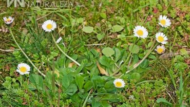 Photo of Cura del Bellis perennis, Maya o Bellorita