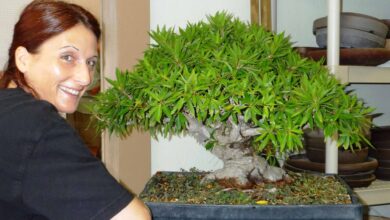 Photo of cura del bonsai