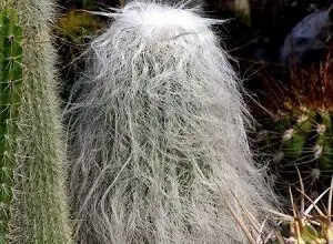 Photo of Cura del cactus Cephalocereus senilis