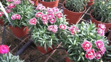 Photo of Cura del Dianthus caryophyllus o pianta di garofano