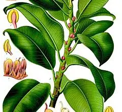 Photo of Cura del Ficus rubiginosa o del fico arrugginito