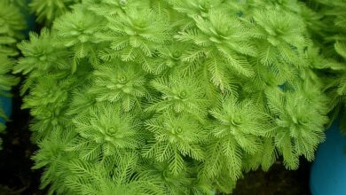 Photo of Cura del Myriophyllum aquaticum o della palma d’acqua