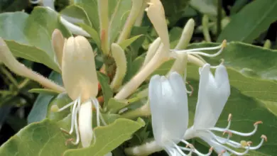 Photo of Cura del periclymenum di Lonicera o caprifoglio di foresta