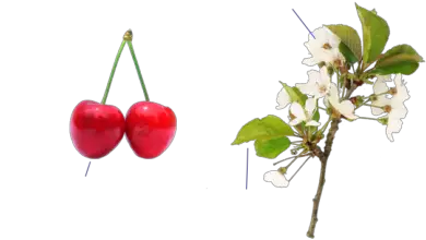 Photo of Cura del Prunus avium o del ciliegio dolce