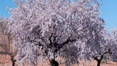 Photo of Cura del Prunus dulcis o della pianta di mandorle