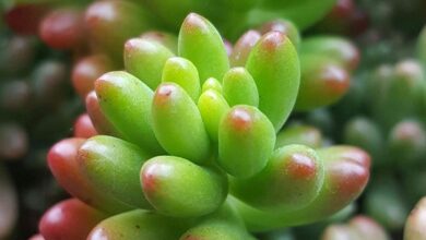 Photo of Cura del Sedum pachyphyllum, Sedo o Dedos de Dios