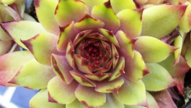 Photo of Cura del Sempervivum arachnoideum o ragnatela verde