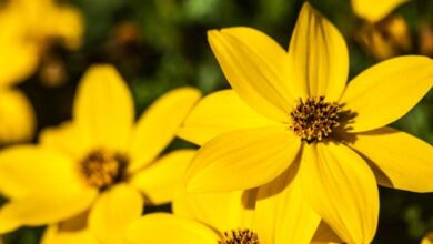 Photo of Cura della Bidens ferulifolia, conosciuta anche come verbena gialla