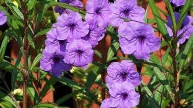 Photo of Cura della brittoniana di Ruellia o petunia messicana