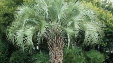 Photo of Cura della Butia capitata, della gelatina di palma o della pianta di Butia