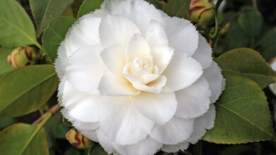 Photo of Cura della Camellia japonica o della pianta di Camelia