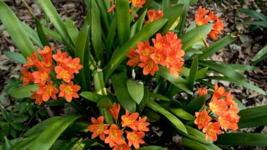 Photo of Cura della Clivia miniata o dell’impianto Clivia