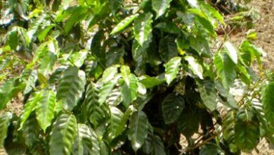 Photo of Cura della Coffea arabica o della pianta del caffè